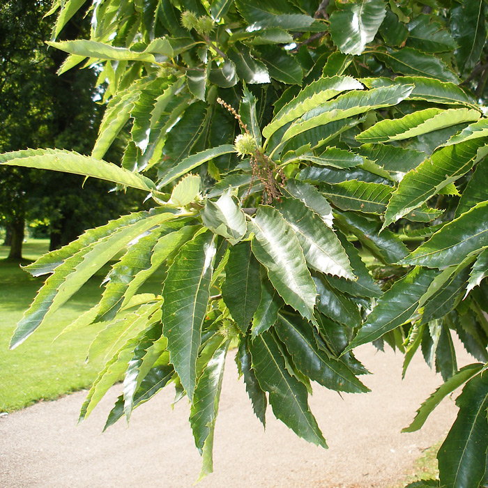 Castanea sativa - Sweet Chestnut
