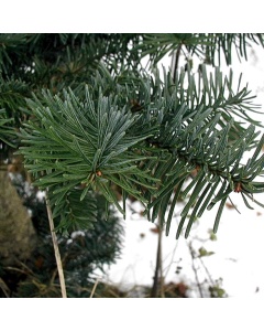 Abies nobilis - Noble Fir