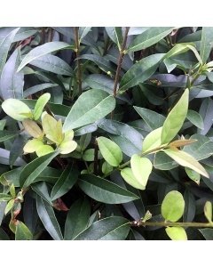 Ligustrum vulgare - Common Privet