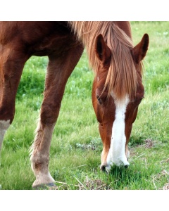 Horse Friendly Hedge Pack