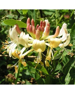 Lonicera periclymenum - Honeysuckle