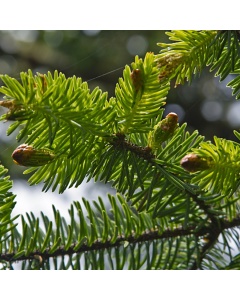Picea sitchensis - Sitka Spruce