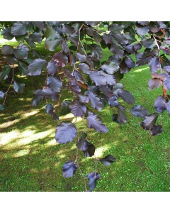 Fagus sylvatica purpurea - Copper Beech 