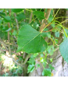 Populus nigra betulifolia - Native Black Poplar