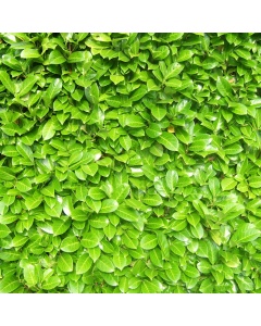 Prunus laurocerasus - Laurel