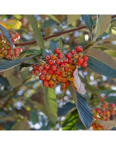 Sorbus aria - Whitebeam