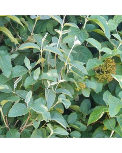 Viburnum lantana - Wayfaring