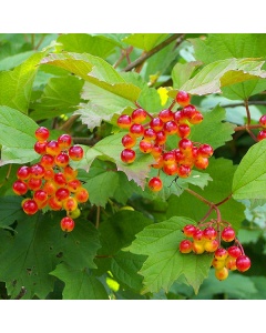 Viburnum opulus - Guelder Rose