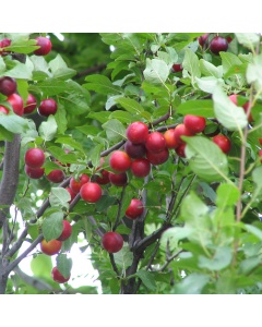 Prunus cerasifera - Cherry Plum