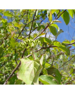 Cornus sanguinea - Common Dogwood