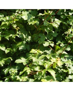 Acer campestre - Field Maple