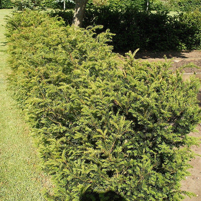 thuja occidentalis aurea Thuja occidentalis Polar Gold (American Arborvitae) Unity Grown  Unity  Church Hill Nursery, LLC