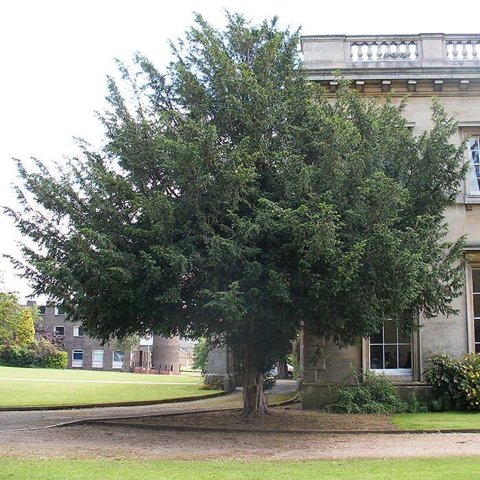 Taxus baccata (English Yew) Plants | British Hardwood Tree Nursery
