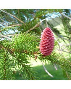Picea abies - Norway Spruce