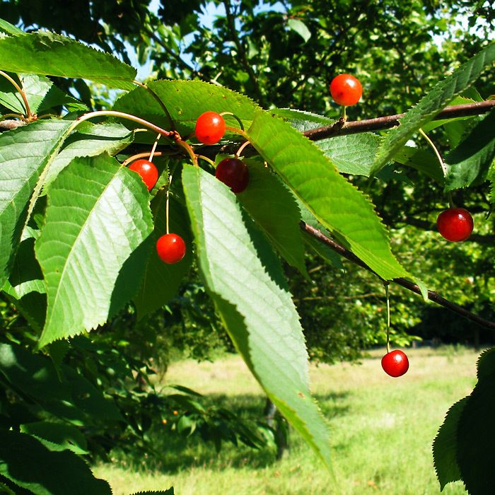 Prunus avium - Wild Cherry