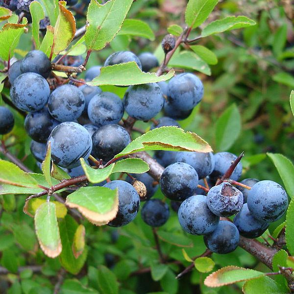 Prunus spinosa - Blackthorn