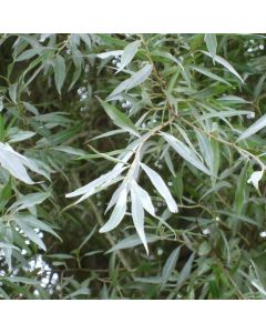 Salix alba - White Willow