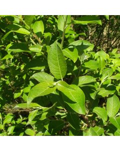Salix caprea - Goat Willow