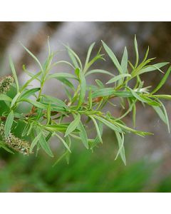 Salix viminalis - Common Osier Willow