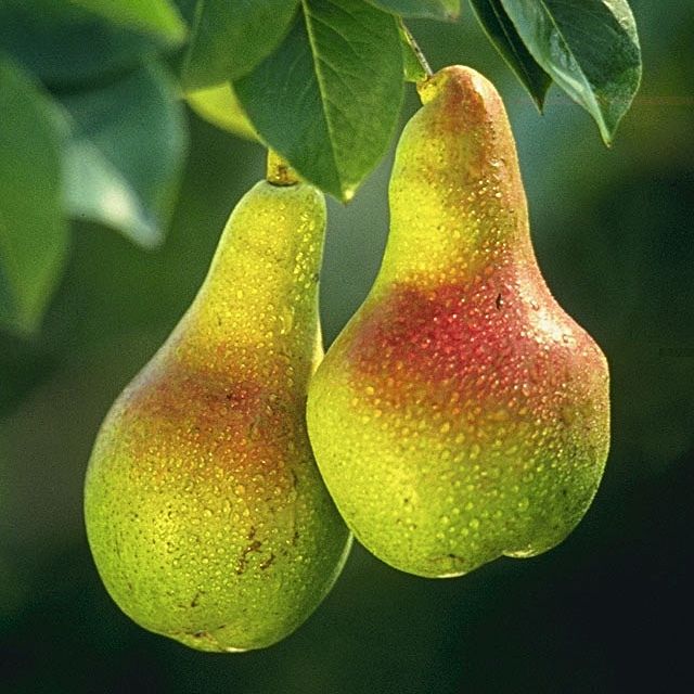 Pyrus communis - Wild Pear