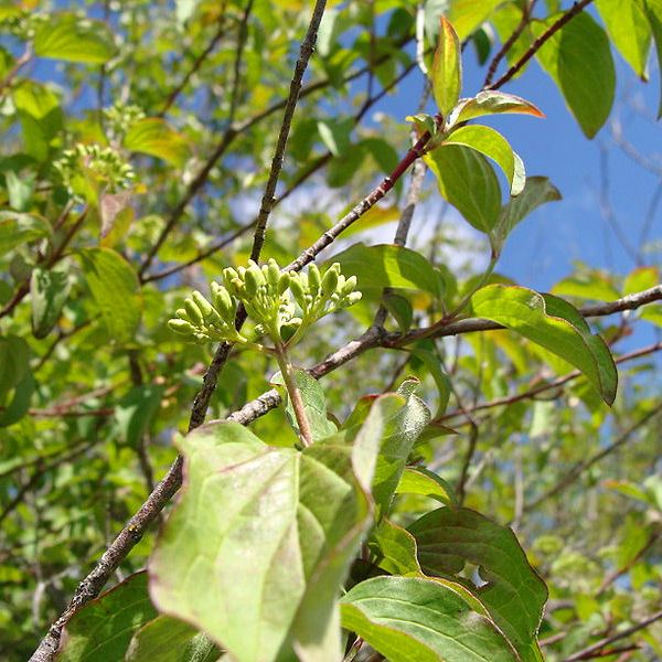 Cornus sanguinea - Common Dogwood