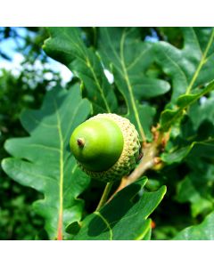 Quercus robur - English Oak