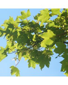 Acer pseudoplatanus - Sycamore