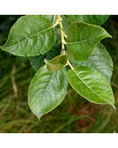 Salix cinerea - Grey Willow