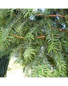 Taxus baccata - Yew