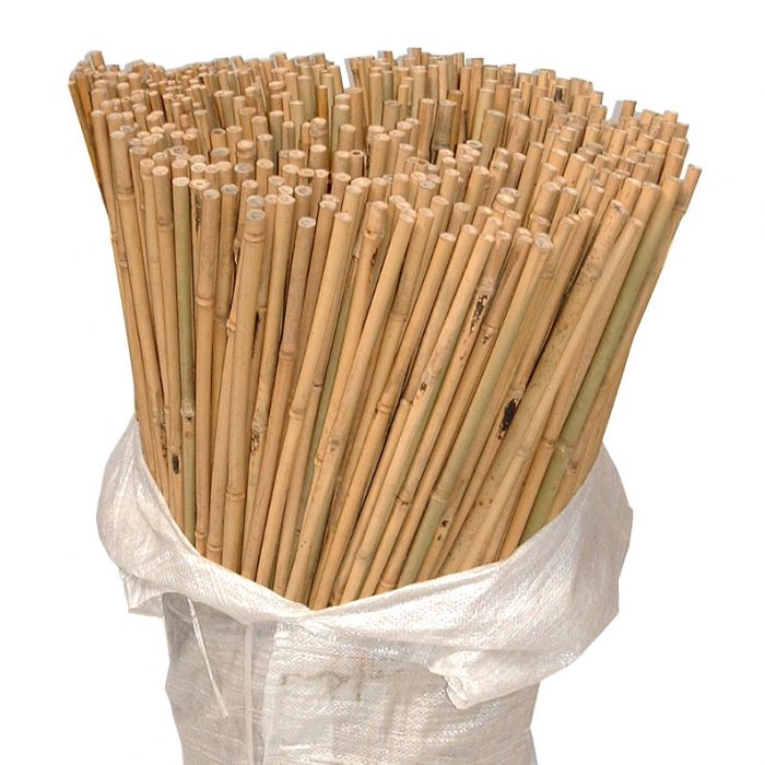 Bamboo Canes Plant Protection Support British Hardwood Tree Nursery