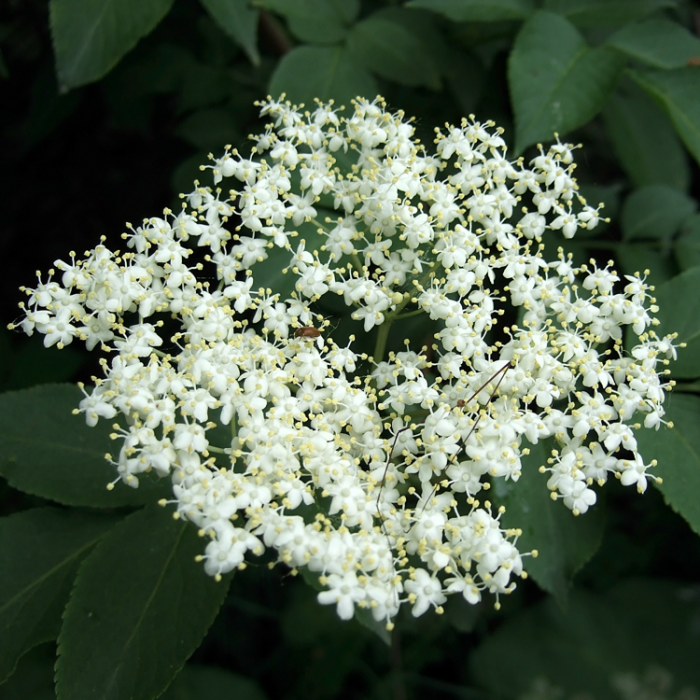 sambucus nigra