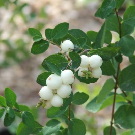 Are snowberries store poisonous to dogs