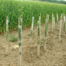 75cm SPIRAL TREE GUARDS PROTECTION RABBIT HEDGE PLANTING 50MM CLEAR 