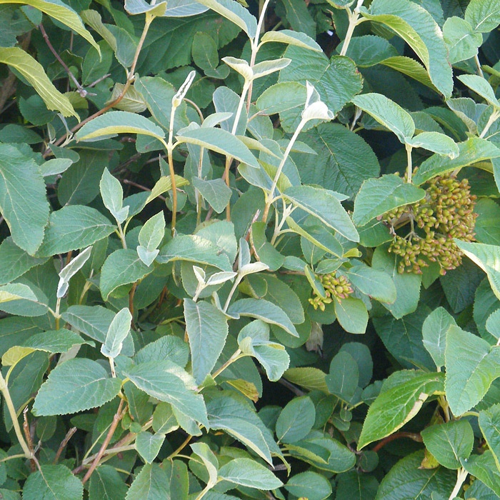 seeds 25 Wayfaring tree Viburnum lantana 
