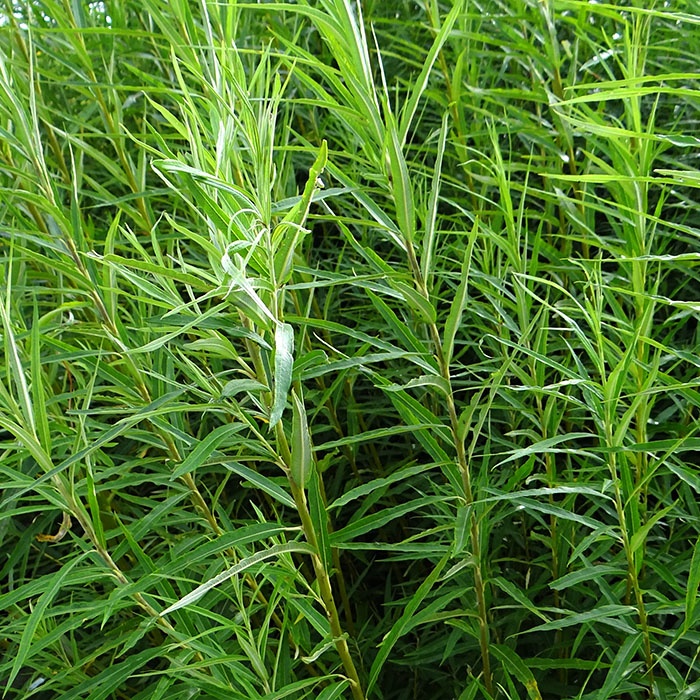 Salix Viminalis Common Osier Willow Plants British Hardwood Tree 