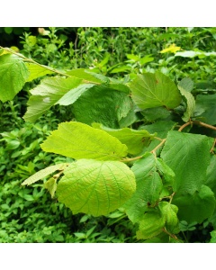 Corylus avellana - Hazel