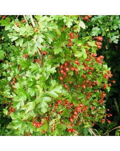 Crataegus monogyna - Hawthorn
