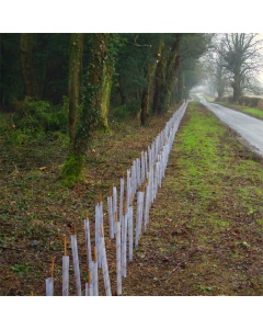 Hawthorn Hedge Pack