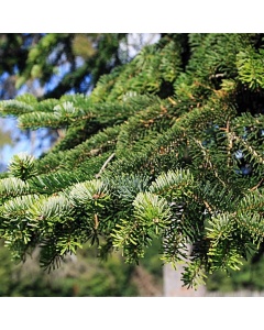 Abies nordmanniana - Nordmann Fir