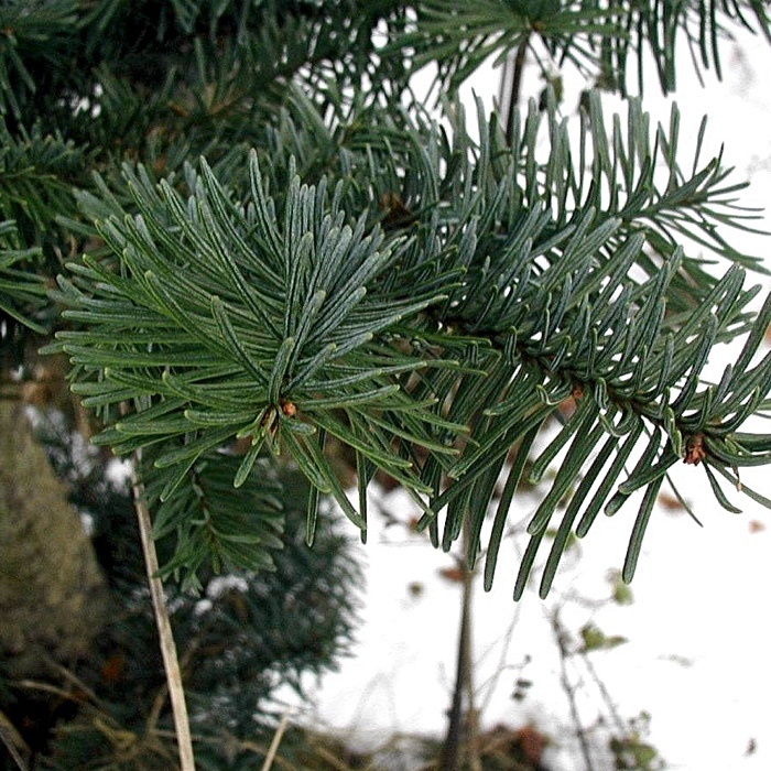 Abies nobilis - Noble Fir