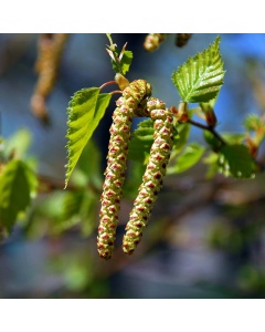 Betula pendula - Silver Birch