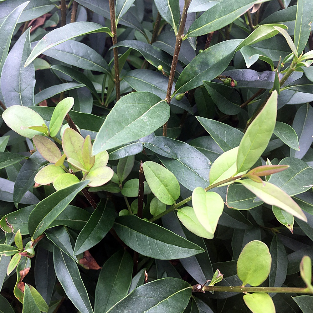 Ligustrum vulgare - Common Privet