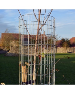 Galvanised Weld Mesh Tree Guard