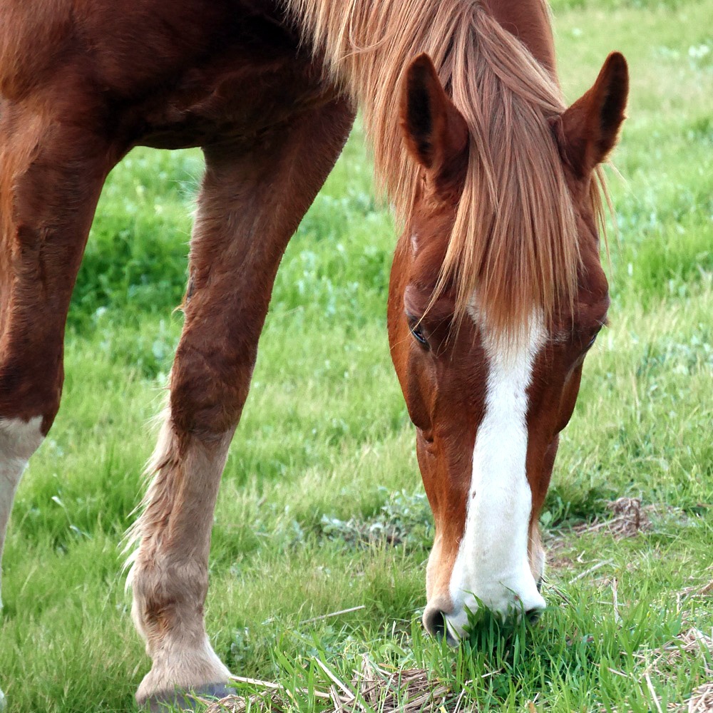 Horse Friendly Hedge Pack