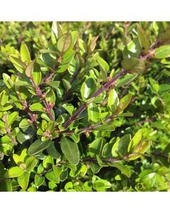 Lonicera nitida - Boxleaf Honeysuckle