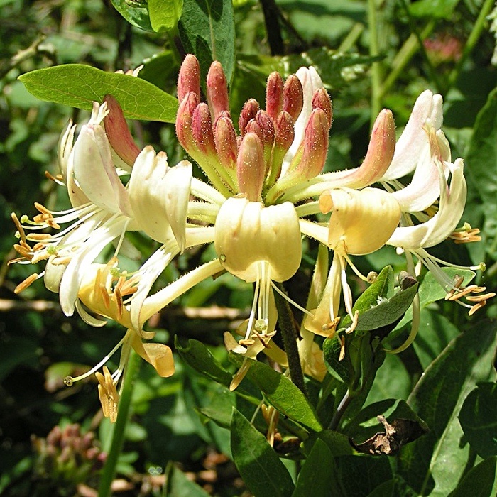 Lonicera periclymenum - Honeysuckle