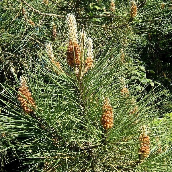 Pinus sylvestris - Scots Pine