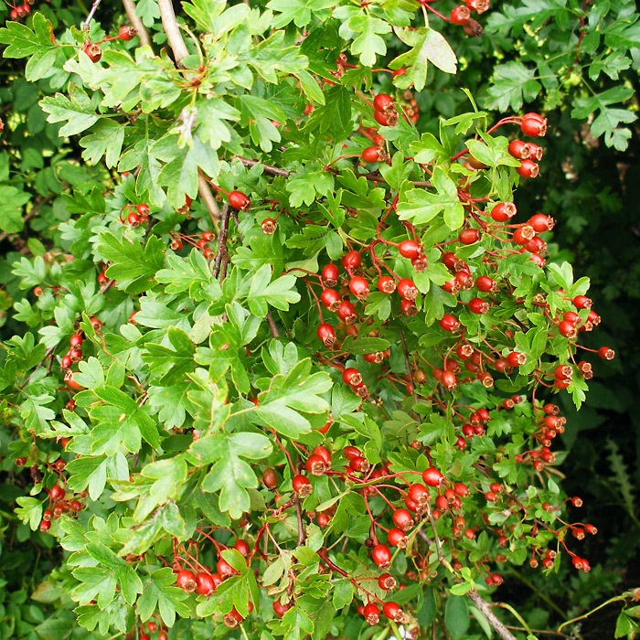 Crataegus monogyna - Hawthorn