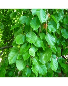 Fagus sylvatica - Green Beech