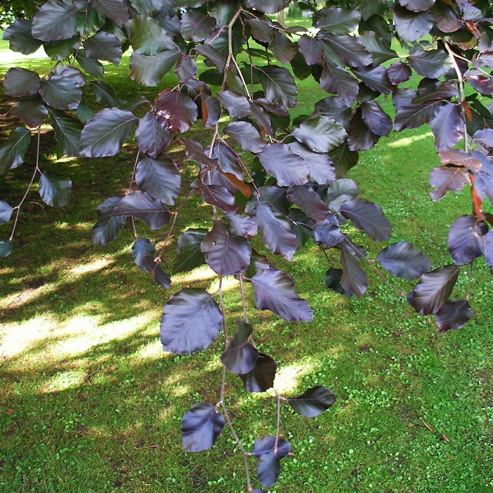 Fagus sylvatica purpurea - Copper Beech 